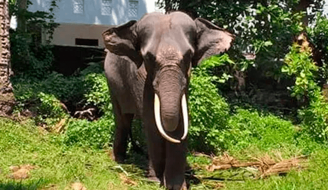 Indignación por hombres que azotan a elefante en templo budista [VIDEO]