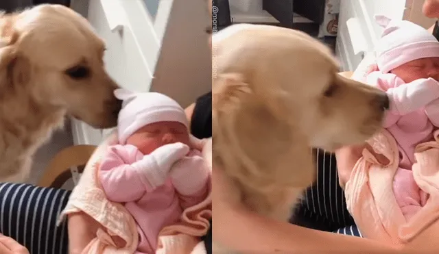 Video es viral en Facebook. Dueños de Golden Retriever grabaron la curiosa conducta del can cuando vio por primera vez a la nueva integrante de la familia