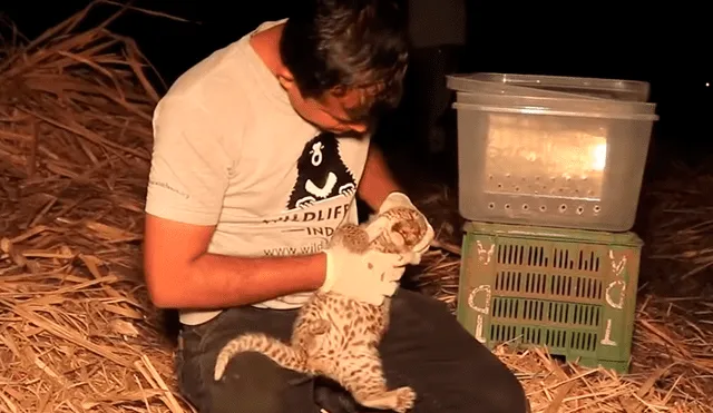 Vía YouTube: esta es la increíble reacción de mamá leopardo al hallar vivo a su bebé  [VIDEO]