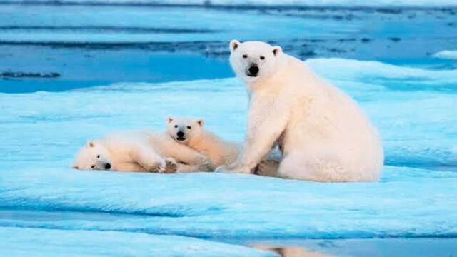 Osos polares del Ártico consumen hasta un 25% de desechos plásticos [VIDEO]