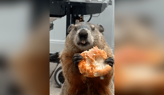 Desliza las imágenes para conocer el singular delito que cometió una marmota tras invadir una casa.