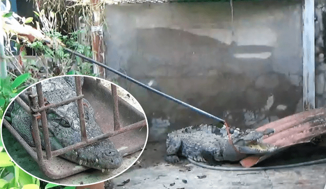 Un video viral de YouTube muestra la captura de un gigantesco cocodrilo en Tailandia.