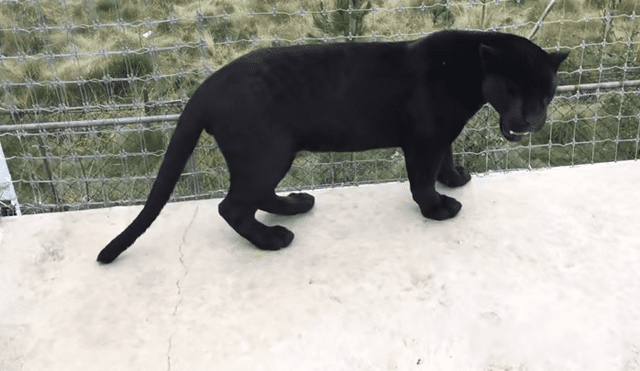 Un video mostró el peculiar momento en el que un hombre ingresa a la jaula de unos feroces leones.