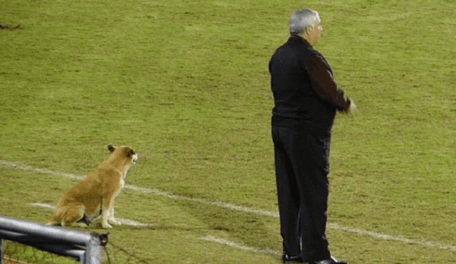 Twitter: La tierna historia de 'Tesapara', la perrita asistente técnico de fútbol