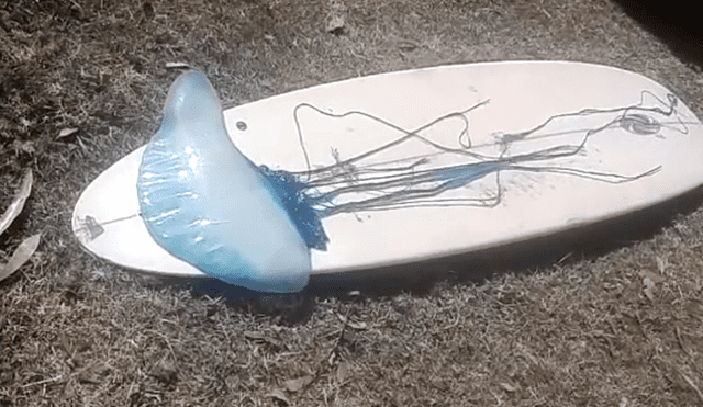 Facebook viral: peligrosa 'medusa' se apodera de tabla de surf y deportista queda aterrado [VIDEO]
