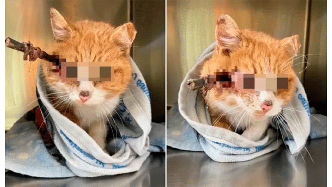 Gato sobrevivió cerca de una semana tras recibir flechazo en su cabeza