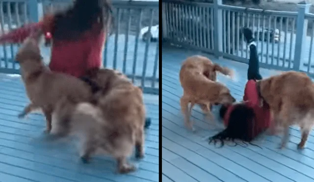 Facebook: dos perros le dan una accidentada bienvenida a su dueña y se vuelve viral [VIDEO]
