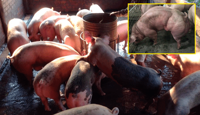 Facebook: Granja de 'cerdos mutantes' causa conmoción entre usuarios [FOTOS + VIDEO]