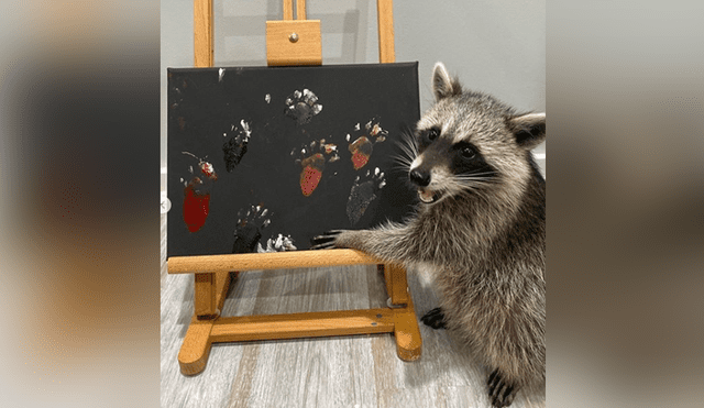 Los mapaches se encargan de hacer pinturas con su patas y venderlas en las redes. Foto: Instagram