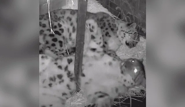 El cuidador de la pareja de leopardos de las nieves quedó sorprendido al ver la reacción de uno de los felinos al querer estirarse. Foto: captura