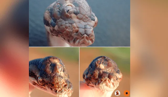 Facebook viral: encuentran misteriosa serpiente ‘mutante’ de tres ojos y luce así [FOTOS]