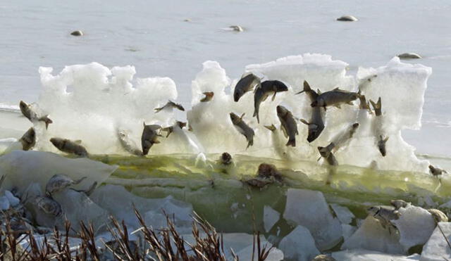Facebook: foto de peces congelados en pleno salto sorprende al mundo
