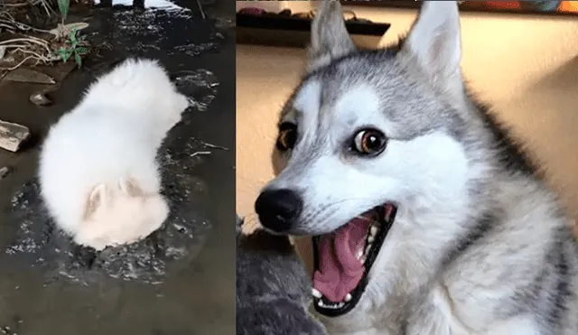 Facebook viral: mujer baña y deja reluciente a su perro y la mascota hace la peor travesura del mundo