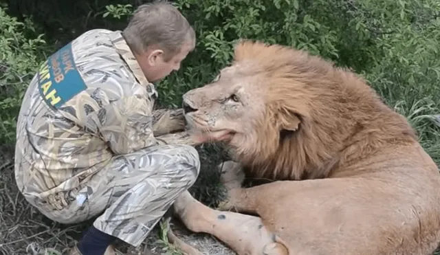 YouTube viral: cuidador de leones encuentra a felino que cuidó de bebé, se acerca y este tiene inesperada reacción.