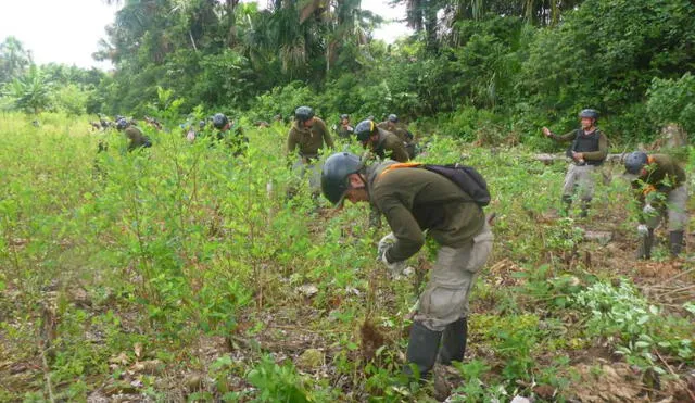 Erradican cerca de mil hectáreas de cultivos de coca en Huánuco y Ucayalí