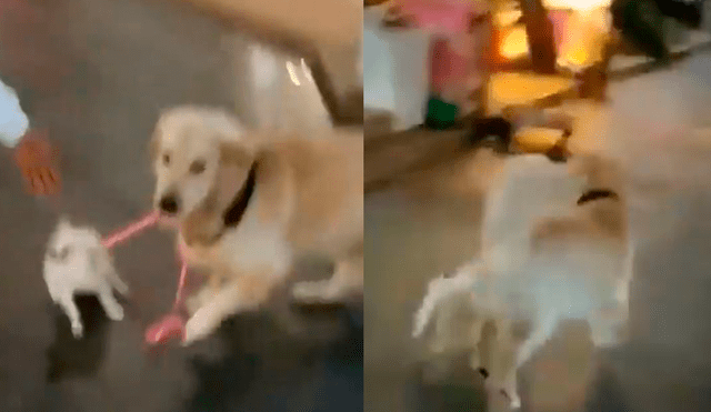 Facebook: labrador se roba a perrita pequeña ante la atenta mirada de su dueña [VIDEO]