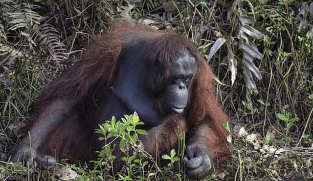 Un fotógrafo que hacía safari en Indonesia capturó el momento en que el orangután ofrece su ayuda.