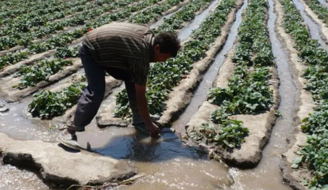 Recursos hídricos en agricultura. Foto: Andina