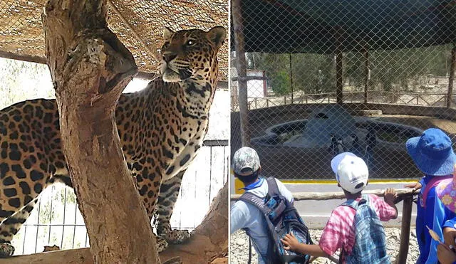 Tuvieron que paralizar los trabajos de mejoramiento en el zoológico. Fotos: Municipalidad de Tacna.