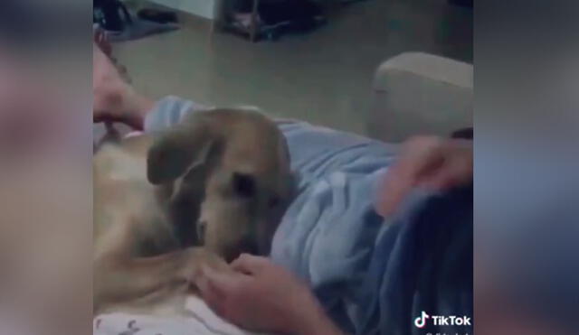 Desliza las imágenes para ver más sobre esta tierna escena entre un perro y su dueño. (Foto: captura / TikTok)