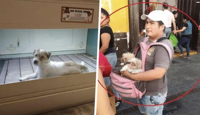 Según la denuncia, la mascota de raza Jack Terrier ha permanecido encerrada durante la cuarentena. (Facebook: Carlos Schmitt/Socorro Paredes)