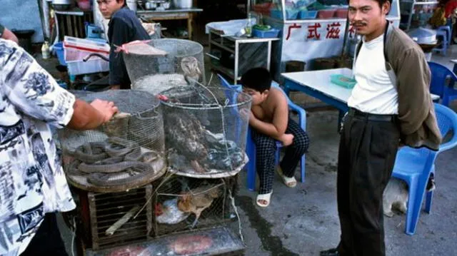 Animales exóticos en peligro de extinción por culpa de los comerciantes chinos, que los ofrecen en mercados. Foto: Difusión