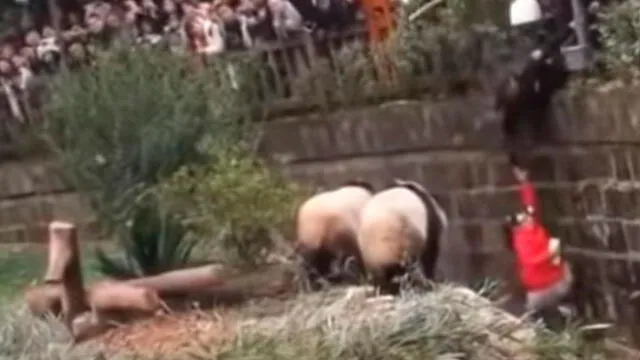 YouTube: el desesperante rescate de una niña que cayó al recinto de osos pandas [VIDEO]