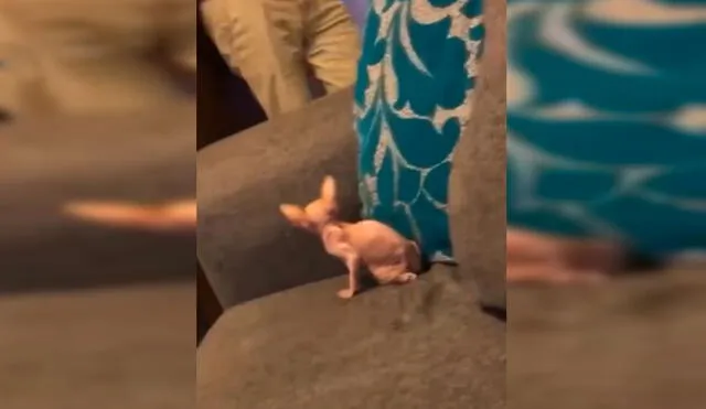 Desliza las imágenes para conocer la reacción de un padre al conocer a la nueva mascota de su hija. Foto: Captura de Facebook