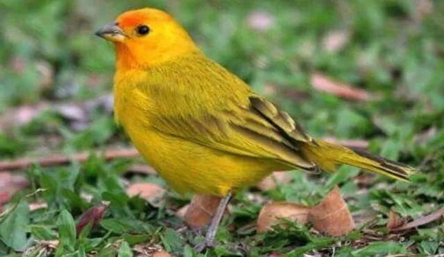 Rescatan aves peruanas que iban a ser comercializadas en Bolivia