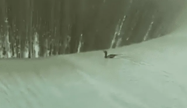 Facebook viral: ave es tragado por gigantesco pozo de agua y sobrevive a la caída [VIDEO]