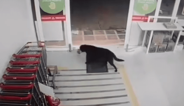 Desliza hacia la izquierda para ver las sorprendentes imágenes del perro sacando un paquete de un supermercado. Foto: captura de YouTube