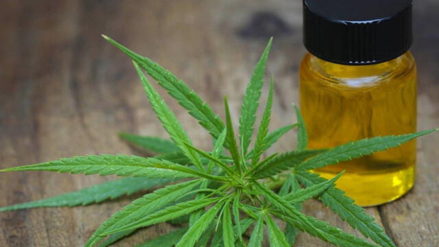 Proponen ley que permita el autocultivo de cannabis