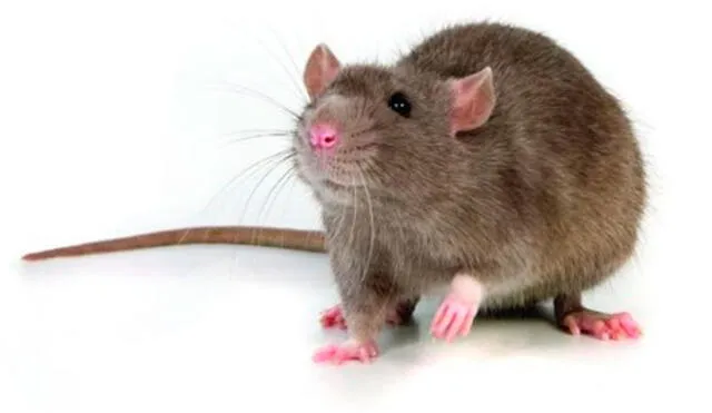 Estados Unidos usará anticonceptivos en ratas para evitar su propagación
