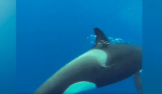 Un video viral de YouTube registró el terrorífico instante en que un hombre se sumergió a las profundidades del mar, sin imaginar que se encontraría con una  feroz orca.