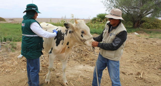 Vacunaron a más de 13 animales contra el Ántrax .