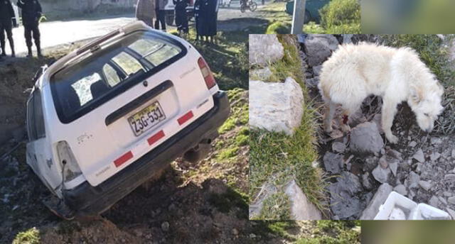 Chofer acusa a perro de provocar accidente de tránsito en Puno