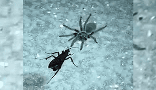 Video es viral en YouTube. Pese a ser más pequeña que la tarántula, la avispa araña pudo matarla y arrastrarla hacia su nido donde la devoraría. Foto: Captura.