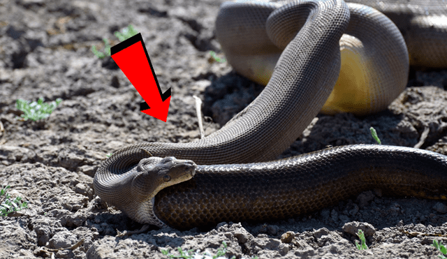 Facebook viral: Pitón regurgita a otra serpiente tras no poder comérsela [VIDEO]