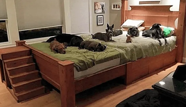 Desliza las imágenes para apreciar la enorme cama que fabricó la pareja para descansar con sus adoradas mascotas.