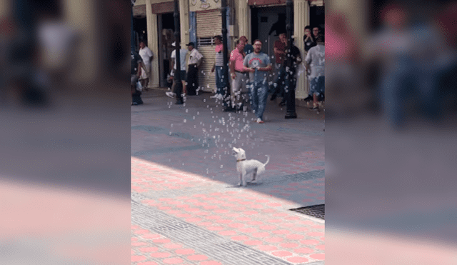 Desliza las imágenes hacia la izquierda para observar la entusiasmada actitud de un perro al jugar con burbujas en la calle.