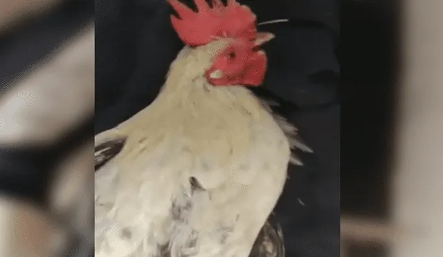 Facebook viral: dueño de gallo 'trolea' a su mascota y lo despierta cuando dormía [VIDEO]