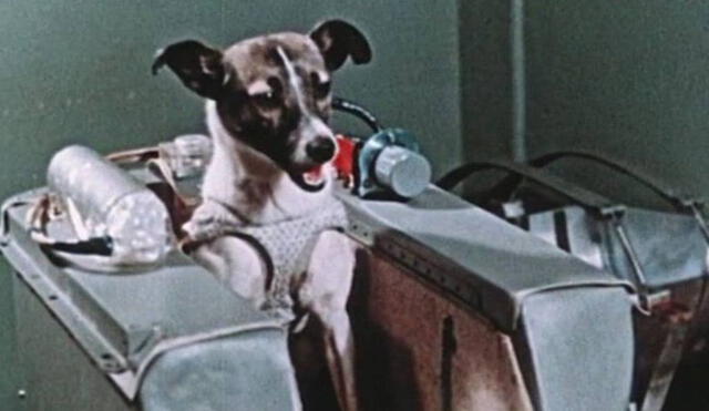 Laika se convirtió en el primer ser vivo en viajar al espacio. Foto: Captura/Experto Animal/YouTube