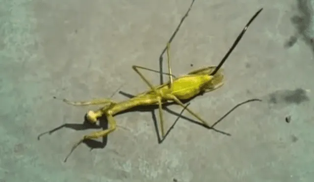 YouTube: Gusano sale del cuerpo de una mantis religiosa tras su muerte