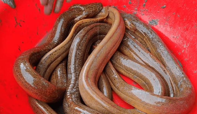 Derrama gran cantidad de tinte en misterioso hueco y aparecen decenas de peligrosos peces.