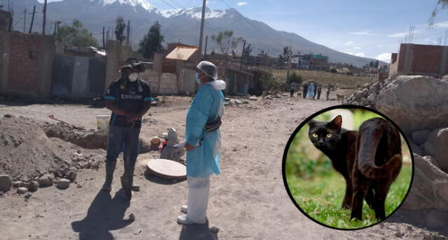 Es el tercer caso de rabia felina en Arequipa.