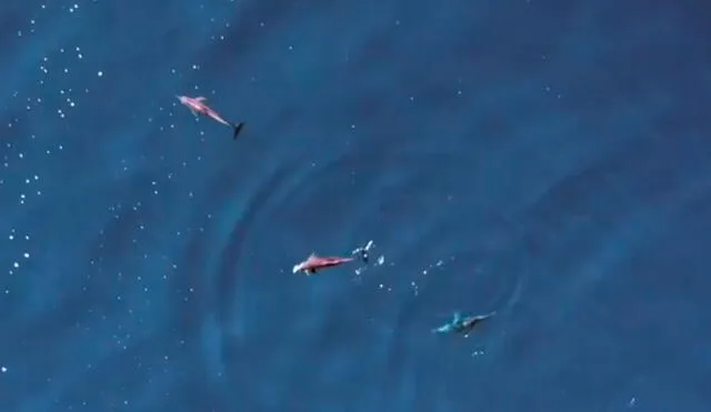 Los delfines compartieron un pez antes de tener sexo con la hembra. Foto: YouTube/@Whales of Guerrero