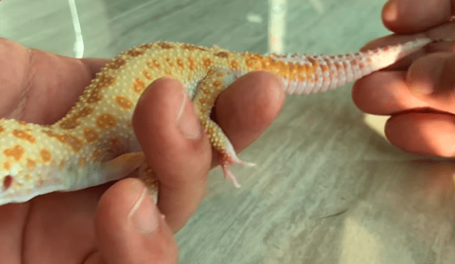 YouTube viral: joven le arranca la cola a lagarto enfermo y muestra increíble proceso regenerativo del reptil