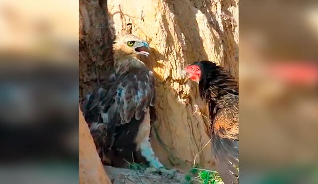 Desliza las imágenes para apreciar el momento en que una gallina se enfrenta a un águila para salvar a sus bebés. Foto: Captura de YouTube