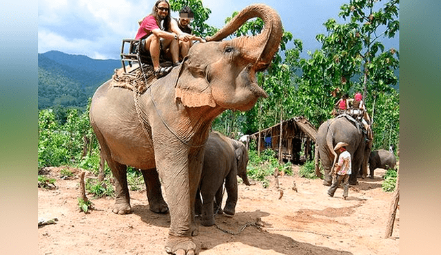 Antes del coronavirus, los paseos en elefantes solían ser la actividad favorita de los turistas. (Foto: Difusión)