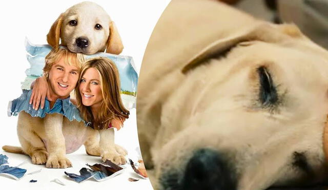 John (Owen Wilson) y Jenny (Jennifer Aniston) protagonizan "Marley y yo", una de las cintas sobre perros más emotivas de la historia. Foto: 20th Century Studios